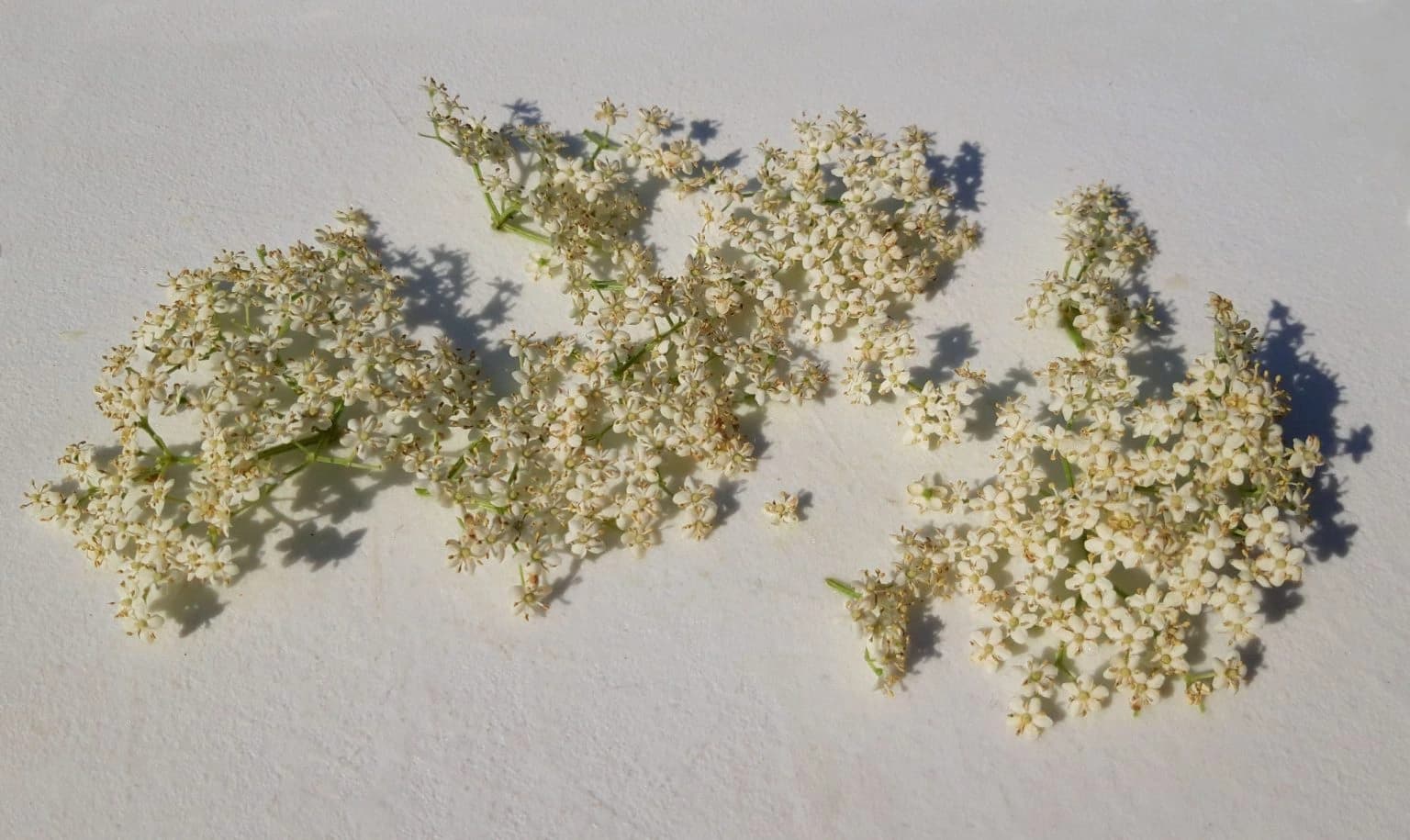 Elderflower Heads